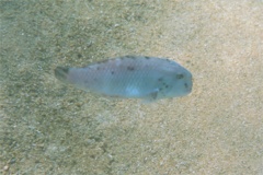 Wrasse - Peacock Razorfish - Iniistius pavo