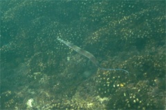 Pipefish - Bluespotted Cornetfish - Fistularia commersonii