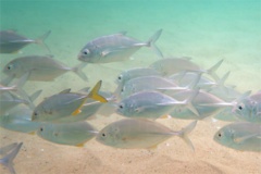 Jacks - Bigeye Trevally - Caranx sexfasciatus