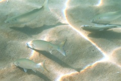 Mullets - White Mullet - Mugil curema