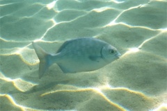 Chubs - Cortez Sea Chub - Kyphosus elegans