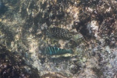 Chubs - Cortez Sea Chub - Kyphosus elegans