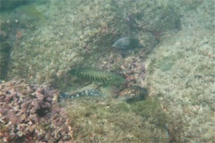 Soapfish - Mottled Soapfish - Rypticus bicolor