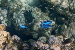 Damselfish - Blue Chromis - Chromis cyanea