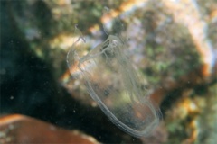 Jelly Fish - Sea Wasp - Carybdea alata