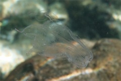 Jelly Fish - Sea Wasp - Carybdea alata