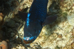 Parrotfish - Midnight parrotfish - scarus coelestinus