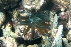 Anemones - Giant Sea Anemone - Condylactus gigantea