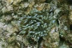 Anemones - Giant Sea Anemone - Condylactus gigantea