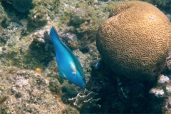 Parrotfish - Princess Parrotfish - Scarus taeniopterus