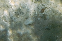 Bivalve Mollusc - Speckled Tellin - Tellinella listeri