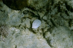 Bivalve Mollusc - Speckled Tellin - Tellinella listeri