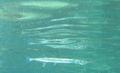 Needlefish - Flat Needlefish - Ablennes hians