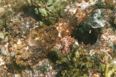 Scorpionfish - Spotted Scorpionfish - Scorpaena plumieri