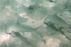 Bonefishes - Bonefish - Albula vulpes