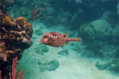 Trunkfish - Spotted Trunkfish - Lactophrys bicaudalis