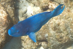 Parrotfish - Blue Parrotfish - Scarus coeruleus