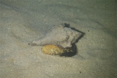 Sea Snails - West Indian Chank - Turbinella angulata