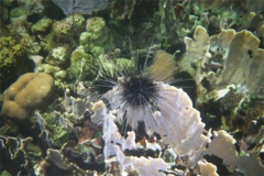 Sea Urchins - Longspine Sea Urchin - Diadema antillarum