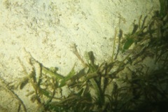 Shrimps - Velvet Shrimp - Metapenaeopsis goodei