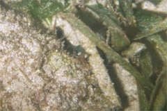 Shrimps - Velvet Shrimp - Metapenaeopsis goodei