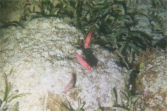 squirrelfish - Reef squirrelfish - Sargocentron coruscum