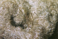 True Crabs - Yellowline Arrow Crab - Stenorhynchus seticomis