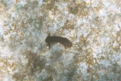 Shrimps - Dark Mantis Shrimp - Neogonodactylus curacaoensis