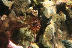 Sea Urchins - Reef Urchin - Echinometra viridis