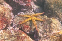 Starfish - Yellow Spotted Star - Pharia pyramidata