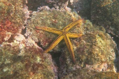 Starfish - Yellow Spotted Star - Pharia pyramidata