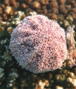 Sea Urchins - Pink Flower Urchin - Toxopneusteus roseus
