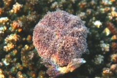 Sea Urchins - Pink Flower Urchin - Toxopneusteus roseus