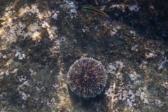 Sea Urchins - White Sea Urchin - Tripneustes depressus