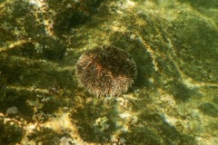 Sea Urchins - White Sea Urchin - Tripneustes depressus