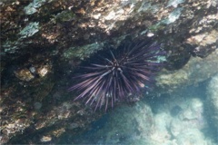 Sea Urchins - Purple Sea Urchin - Strongylocentrotus purpuratus