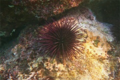 Sea Urchins - Purple Sea Urchin - Strongylocentrotus purpuratus