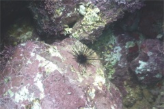 Sea Urchins - Blue-Black Sea Urchin - Echinothrix diadema