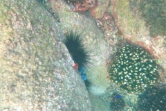 Sea Urchins - Blue-Black Sea Urchin - Echinothrix diadema