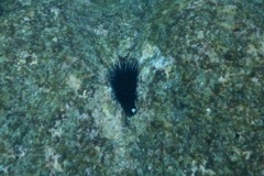 Sea Urchins - Vanbrunti Sea Urchin - Echinometra vanbrunti