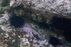 Anemones - Aggregating Sea Anemone - Anthopleura elegantissima