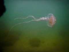 Jelly Fish - Atlantic Sea Nettle - Chrysaora quinquecirrha
