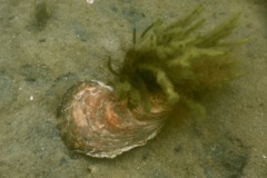True Oysters - Atlantic Oyster - Crassostrea virginica