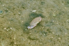 Crabs - Lady Crab - Ovalipes ocellatus