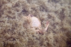 Crabs - Lady Crab - Ovalipes ocellatus