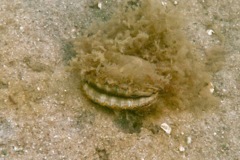 Bivalve Mollusc - Bay Scallop - Argopecten irradians