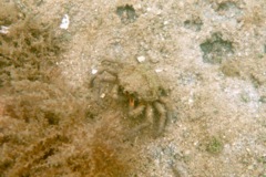 True Crabs - Common Spider Crab - Libininia emarginata