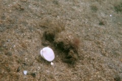 Crabs - Arctic Lyre Crab - Hyas coarctatus