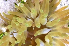 Shrimps - Sun Anemone Shrimp - Periclimenes rathbunae