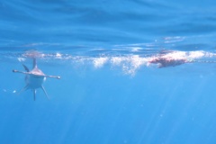 Sharks - Smooth Hammerhead Shark - Sphyrna zygaena